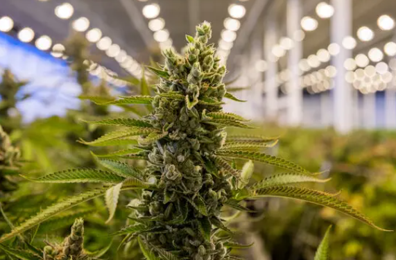 Technology-Driven Transformations in the Cannabis Industry